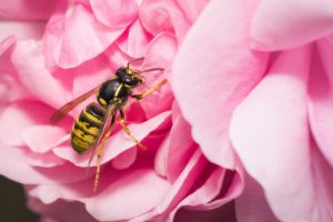 Frühling: Zeit der Wespen – was man jetzt tun sollte