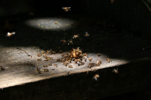 Schädlingsbefall im Haus